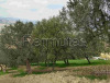 Terreno con oliveto e seminativo